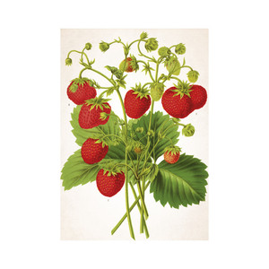 Falinaptár TOPTIMER T092, Herbarium, 315 x 450 mm, álló