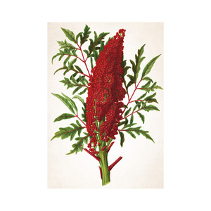 Falinaptár TOPTIMER T092, Herbarium, 315 x 450 mm, álló